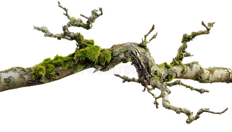 Ramo de árvore seco com musgo isolado sobre fundo branco fotos de stock