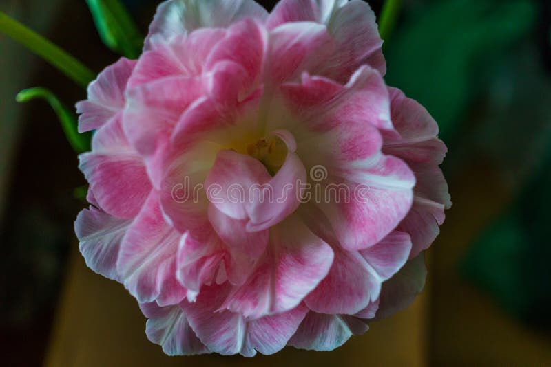 Ramalhete bonito de tulipas delicadamente cor-de-rosa de terry imagens de stock royalty free Ramalhete bonito de tulipas delicadamente cor-de-rosa de terry imagens de stock royalty free
