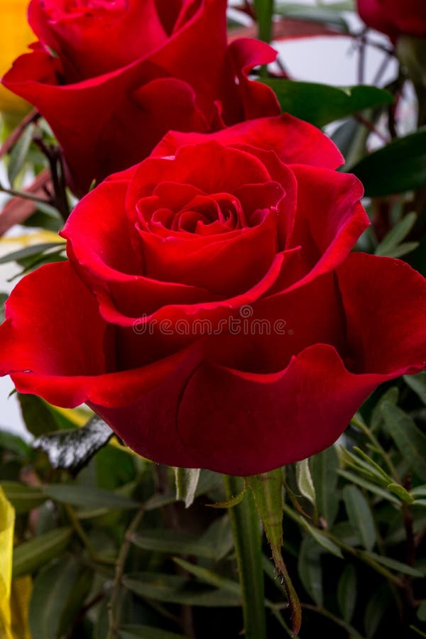 Ramalhete da obscuridade de floresc?ncia - rosas vermelhas fotografia de stock royalty free Ramalhete da obscuridade de floresc?ncia - rosas vermelhas fotografia de stock royalty free