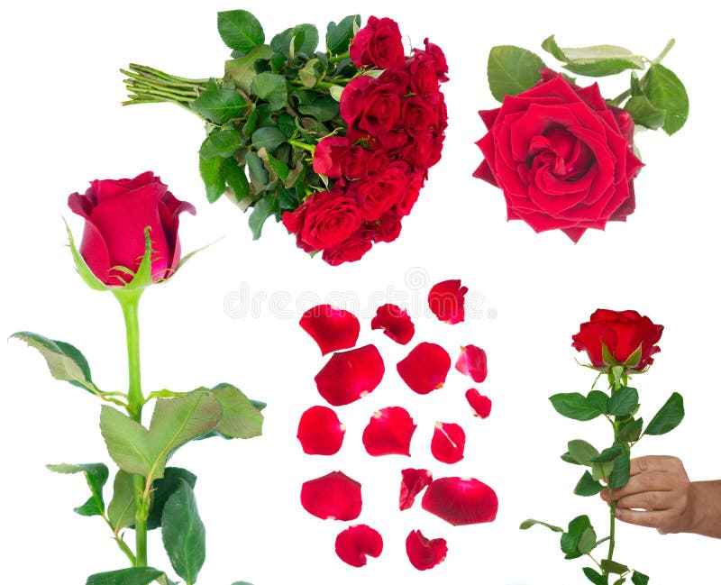 Ramalhete da obscuridade de florescência - rosas vermelhas no vaso fotografia de stock Ramalhete da obscuridade de florescência - rosas vermelhas no vaso fotografia de stock