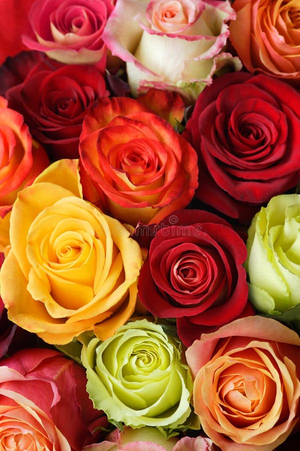 Ramalhete das rosas imagens de stock Ramalhete das rosas imagens de stock