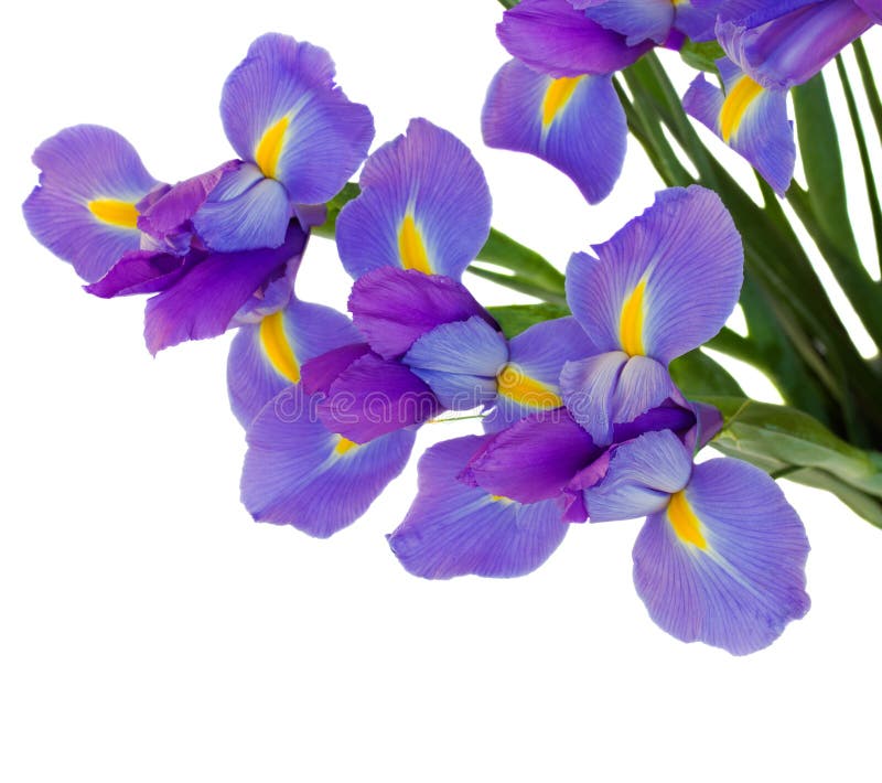 Ramalhete das íris imagem de stock Ramalhete das íris imagem de stock