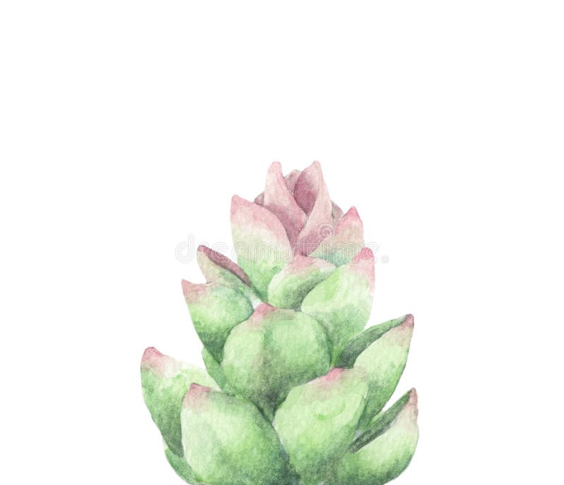 Ramalhete suculento, verde, cacto Ilustra??o da aguarela ilustração do vetor Ramalhete suculento, verde, cacto Ilustra??o da aguarela ilustração do vetor