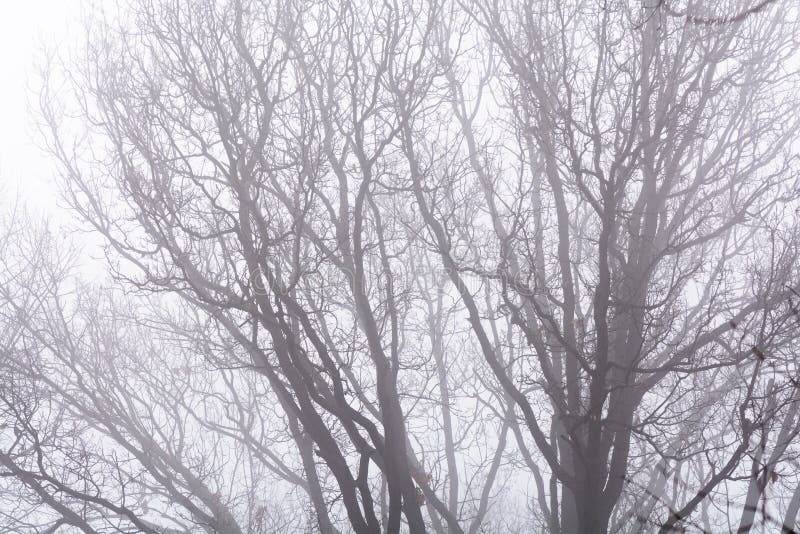 Ramas aisladas sobre el cielo blanco Ramas de árbol desnudas negras en wh foto de archivo libre de regalías Ramas aisladas sobre el cielo blanco Ramas de árbol desnudas negras en wh foto de archivo libre de regalías