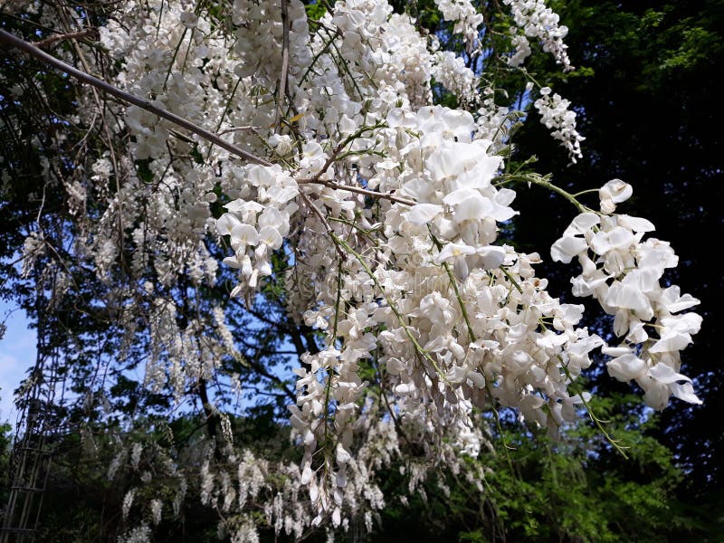 eficiencia barricada disculpa Ramas Con Flores Blancas De árbol De Acacia Foto de archivo - Imagen de  follaje, colgante: 167090518