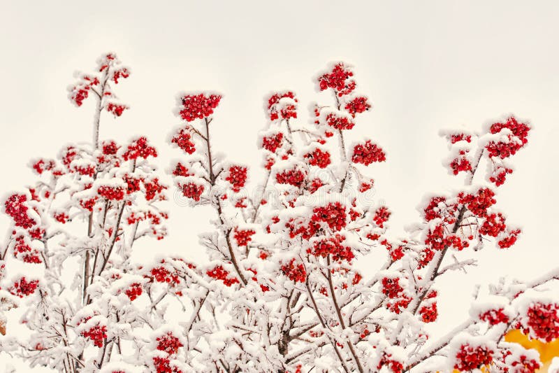 Branches with red berries in frost. Rowan tree covered with snow. Christmas or new year concept. Winter nature background. Season greetings and holidays celebration. Branches with red berries in frost. Rowan tree covered with snow. Christmas or new year concept. Winter nature background. Season greetings and holidays celebration.