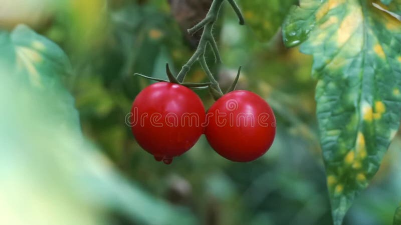 Ramas de cerezo rojo que crecen en invernadero. cerrar tomate maduro con gotas de agua en una granja de huertos. cosecha orgánica almacen de metraje de vídeo