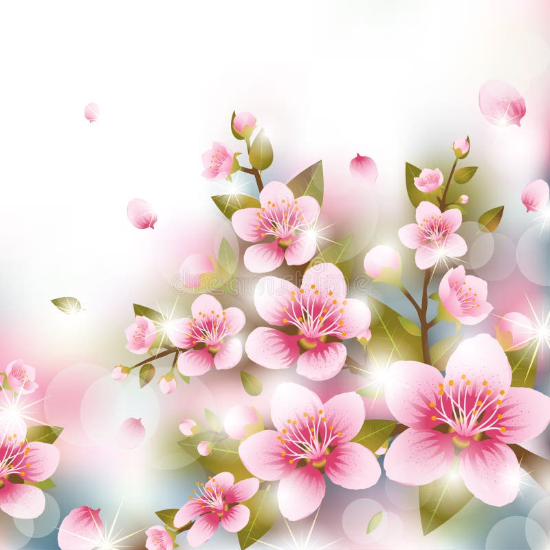 Ramas de flores de cerezo