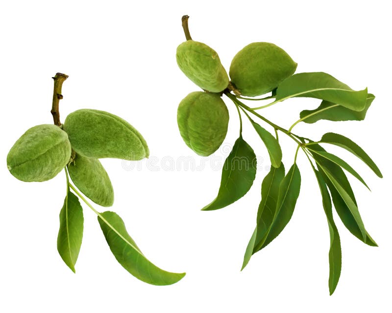 Ramas de la almendra verde y frutas o nueces aisladas en el fondo blanco Hojas y frutas jovenes del ?rbol de almendra fotos de archivo libres de regalías Ramas de la almendra verde y frutas o nueces aisladas en el fondo blanco Hojas y frutas jovenes del ?rbol de almendra fotos de archivo libres de regalías