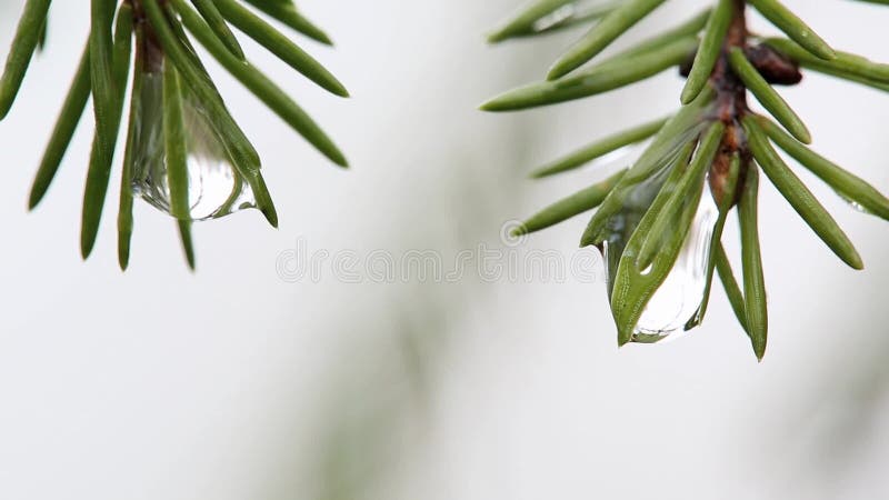 Ramas de la macro dos de un pino con descensos del agua metrajes