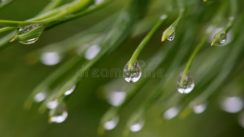 Ramas de la macro dos de un pino con descensos del agua almacen de video