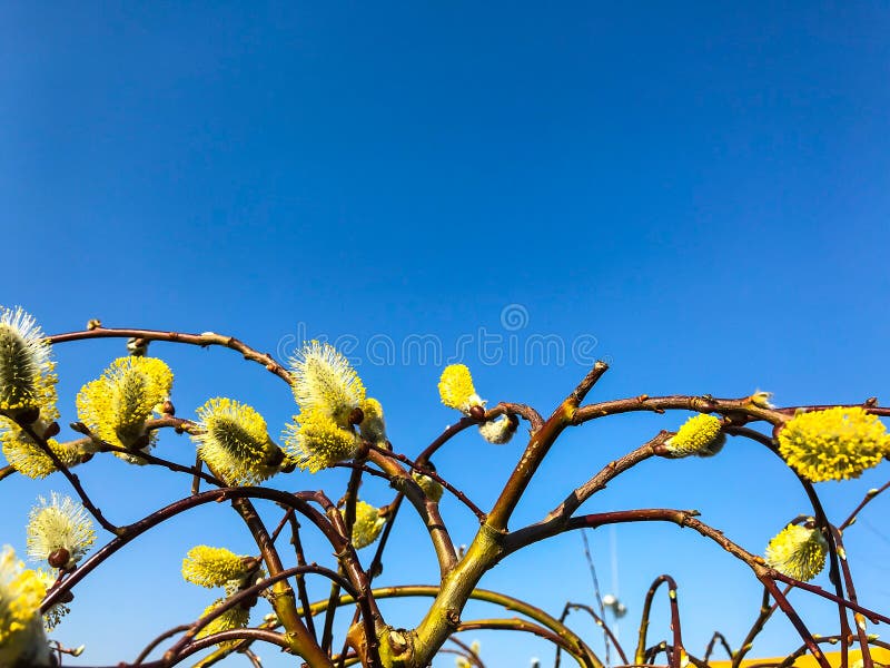 Ramas de los árboles, arbustos contra el cielo azul fotos de archivo Ramas de los árboles, arbustos contra el cielo azul fotos de archivo