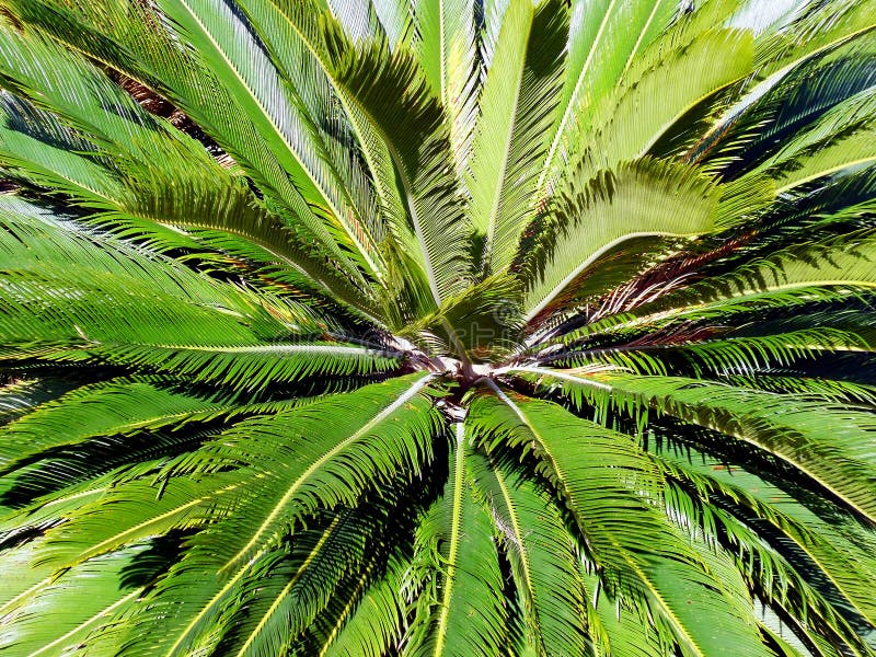 Ramas de palmera fotos de archivo libres de regalías
