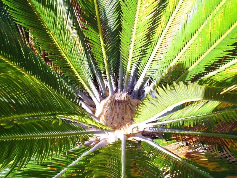 Ramas de palmera fotos de archivo