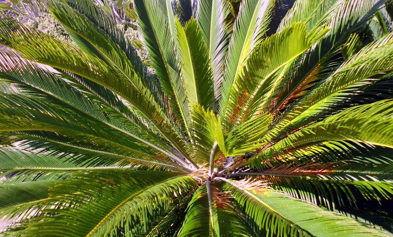 Ramas de palmera imagen de archivo libre de regalías