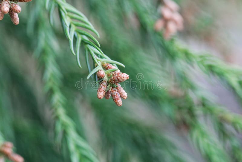 Ramas de un japonica japonés del Cryptomeria del rojo-cedro imágenes de archivo libres de regalías Ramas de un japonica japonés del Cryptomeria del rojo-cedro imágenes de archivo libres de regalías