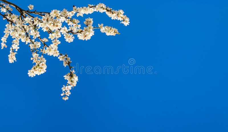 Ramas de un árbol de almendra floreciente en el fondo del cielo azul imagen de archivo Ramas de un árbol de almendra floreciente en el fondo del cielo azul imagen de archivo