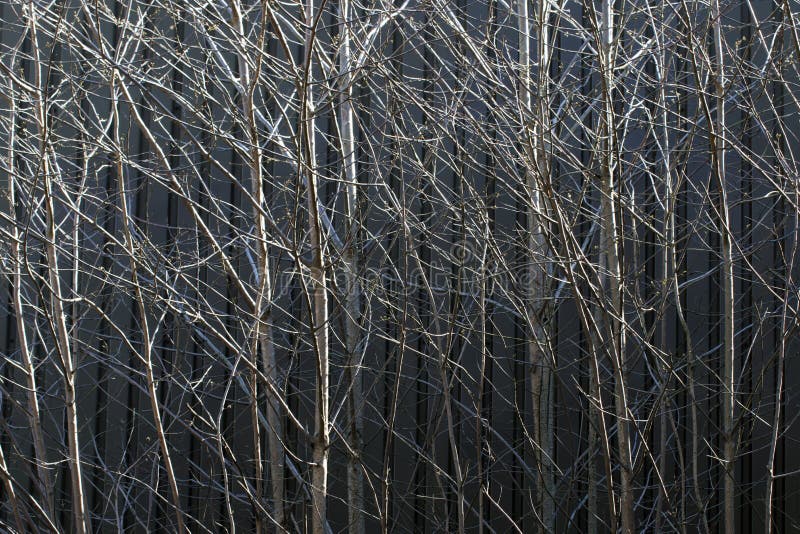 Ramas de árboles imagen de archivo