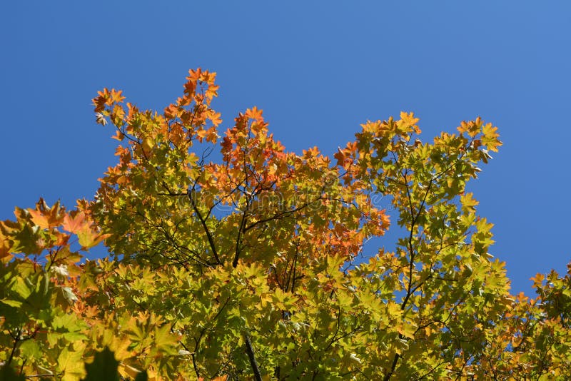 Ramas de árbol de arce con las hojas verdes y anaranjadas contra el cielo azul claro en septiembre fotos de archivo Ramas de árbol de arce con las hojas verdes y anaranjadas contra el cielo azul claro en septiembre fotos de archivo