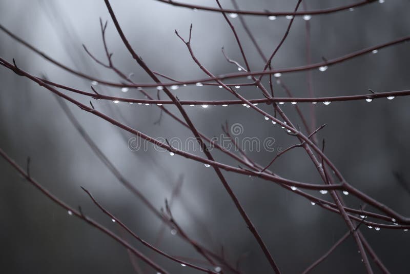 Ramas de árboles con gotas de lluvia. Fondo otoñal fotos de archivo