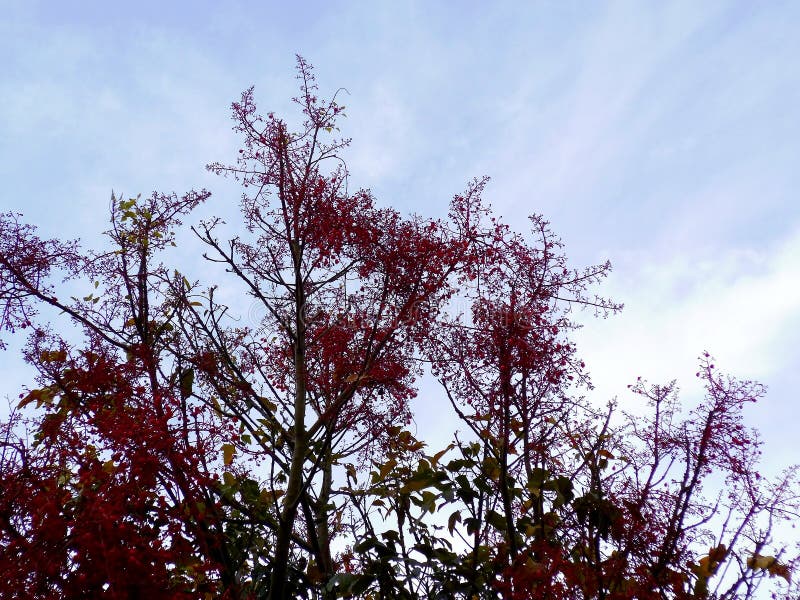Ramas de árbol con las flores rojas en primavera imagen de archivo