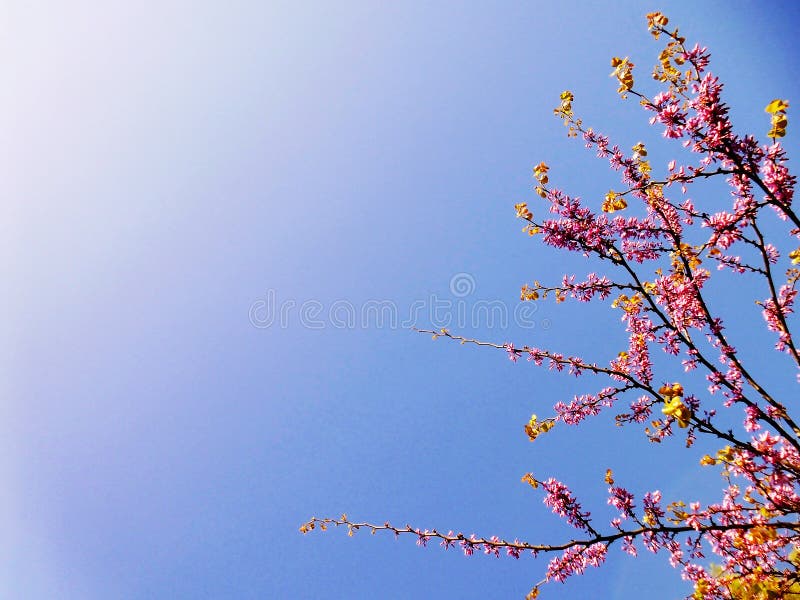 Ramas de árbol con las flores rosadas en primavera imagenes de archivo