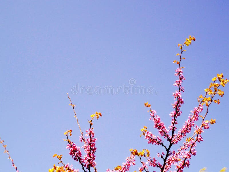 Ramas de árbol con las flores rosadas en primavera foto de archivo libre de regalías