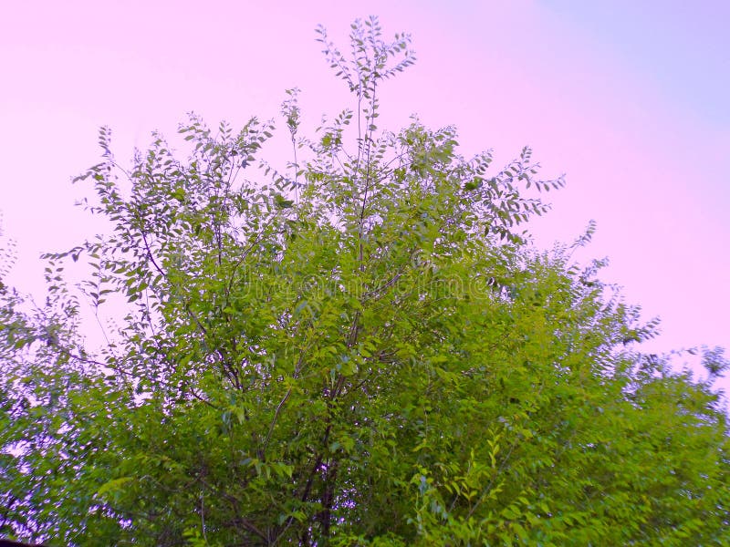 Ramas de árbol con las hojas fotos de archivo libres de regalías