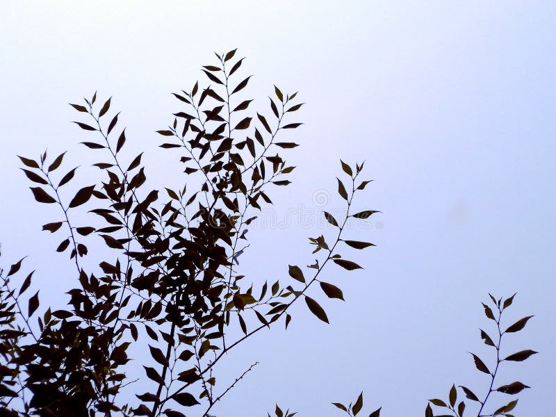 Ramas de árbol con las hojas imagen de archivo