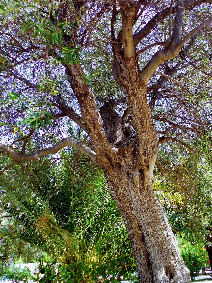 Ramas de árbol con las hojas imágenes de archivo libres de regalías