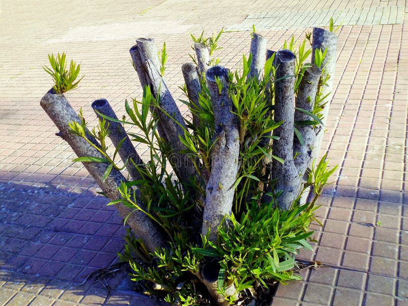 Ramas de árbol con las hojas en el jardín imágenes de archivo libres de regalías