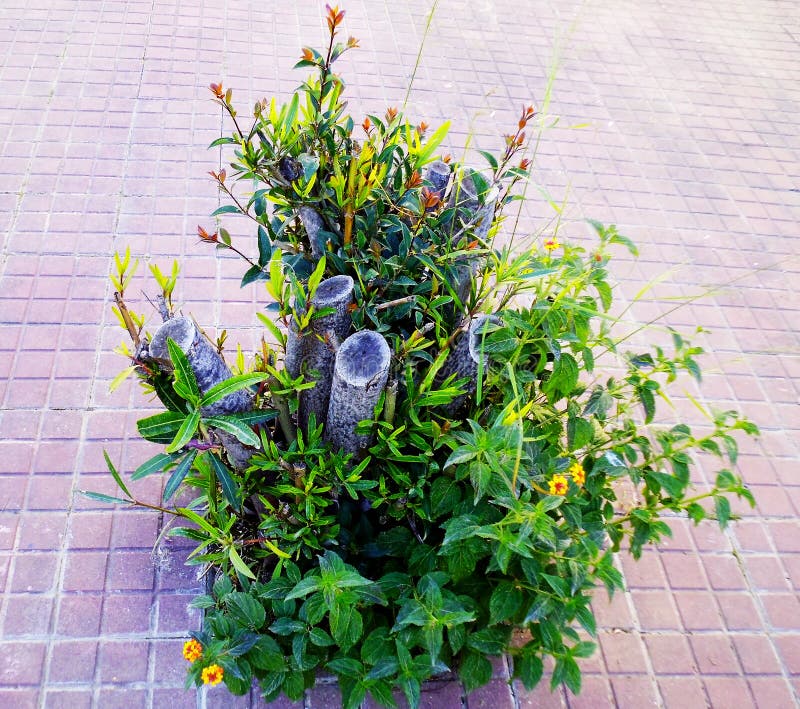 Ramas de árbol con las hojas en el jardín fotos de archivo libres de regalías