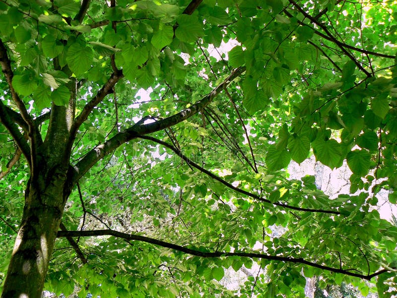 Ramas de árbol con las hojas verdes fotografía de archivo libre de regalías