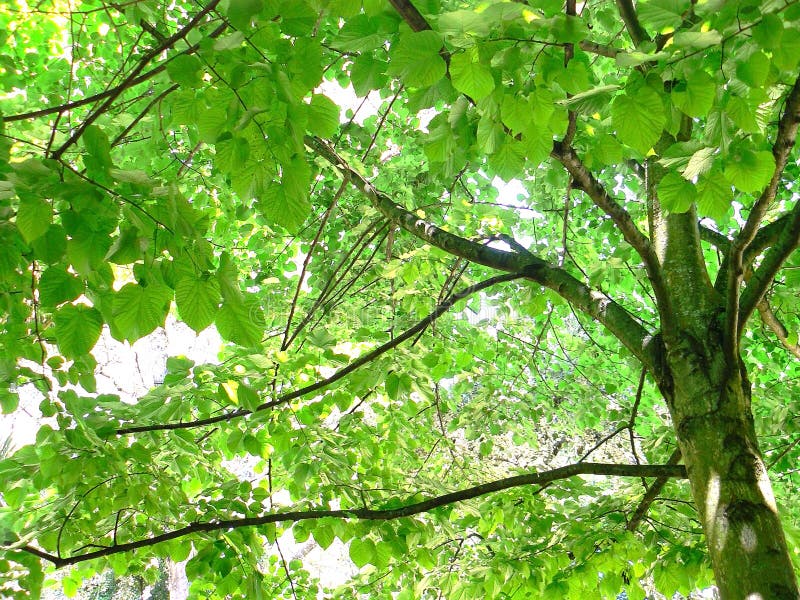Ramas de árbol con las hojas verdes fotografía de archivo libre de regalías