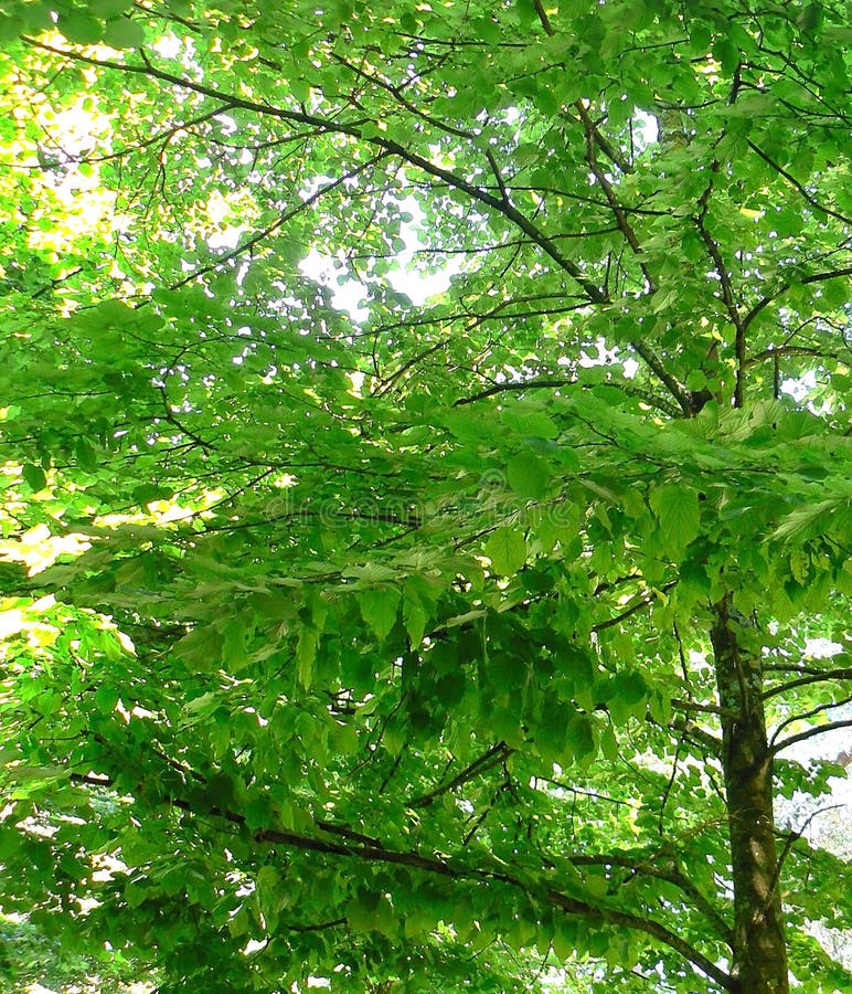 Ramas de árbol con las hojas verdes imágenes de archivo libres de regalías