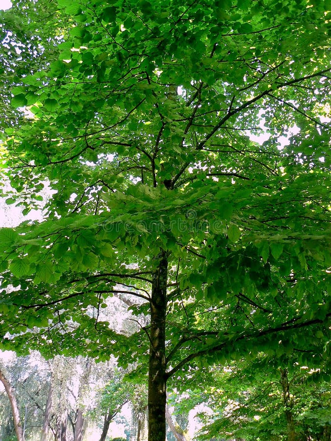Ramas de árbol con las hojas verdes fotografía de archivo