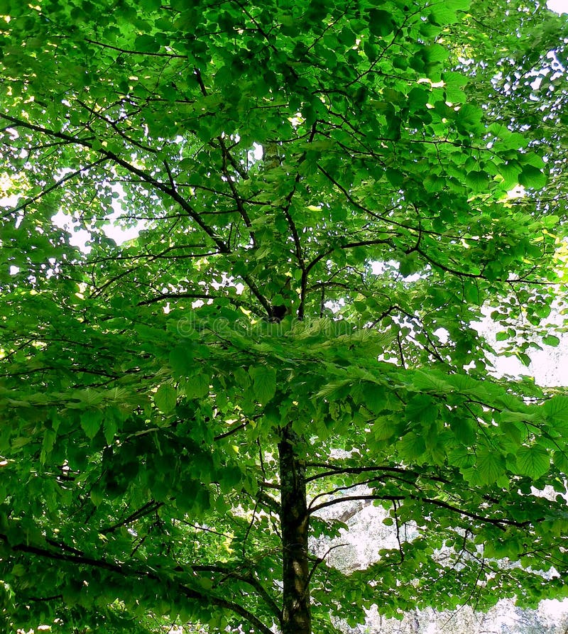 Ramas de árbol con las hojas verdes fotografía de archivo
