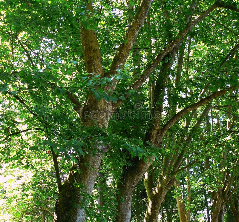 Ramas de árbol con las hojas verdes fotografía de archivo