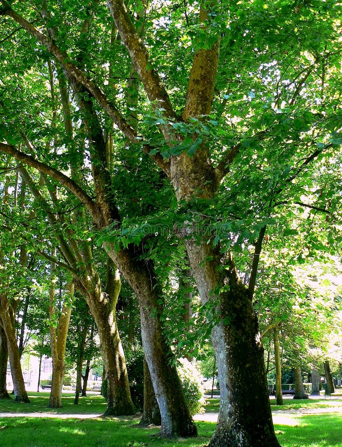 Ramas de árbol con las hojas verdes fotografía de archivo libre de regalías