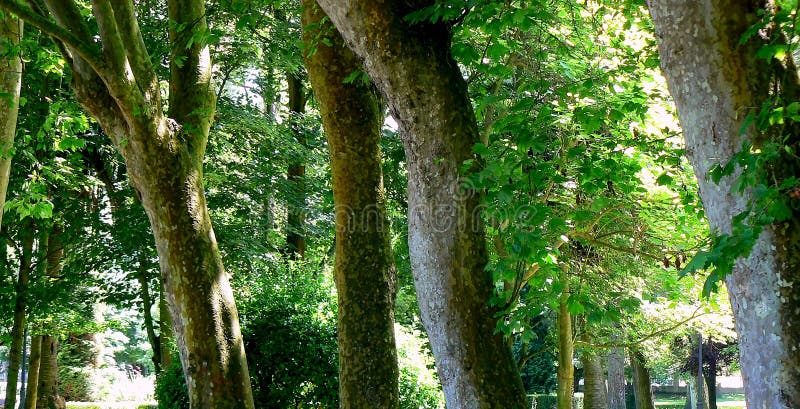 Ramas de árbol con las hojas verdes fotografía de archivo