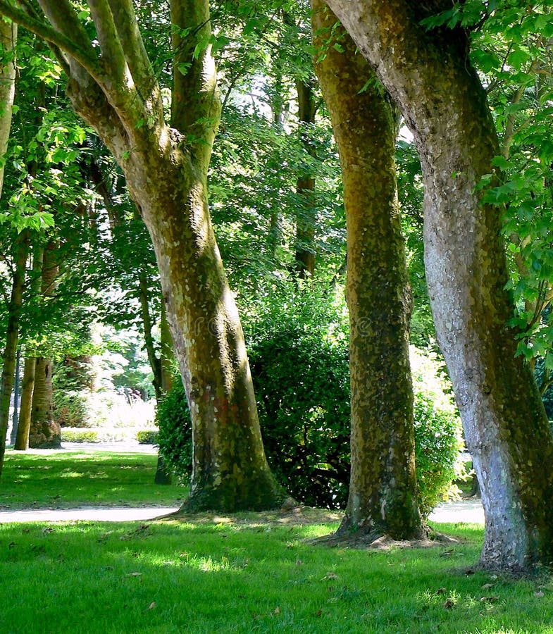 Ramas de árbol con las hojas verdes fotografía de archivo libre de regalías