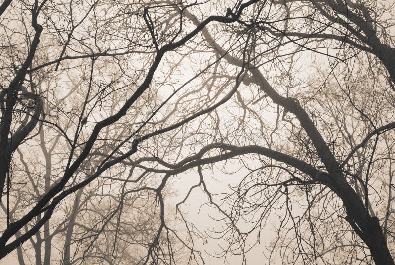 Bare tree branches in fog and sepia tone. Bare tree branches in fog and sepia tone