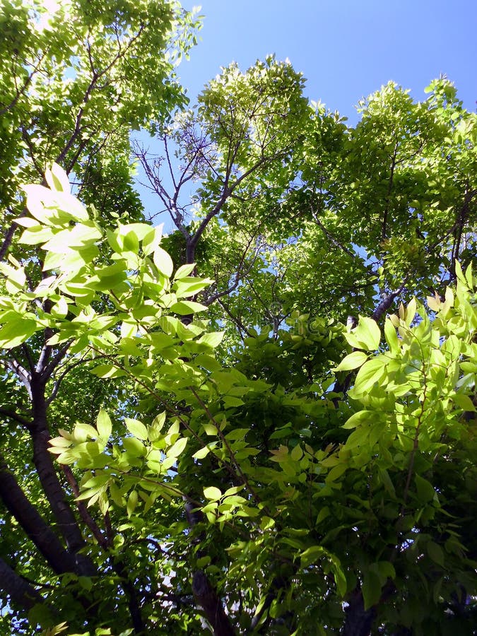 Ramas de árbol en el jardín del parque imagen de archivo