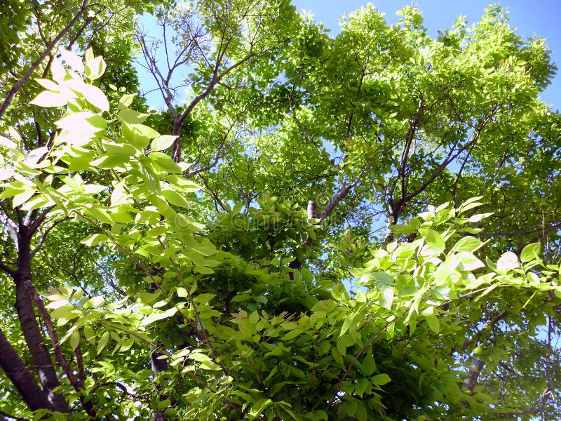 Ramas de árbol en el jardín del parque imagen de archivo