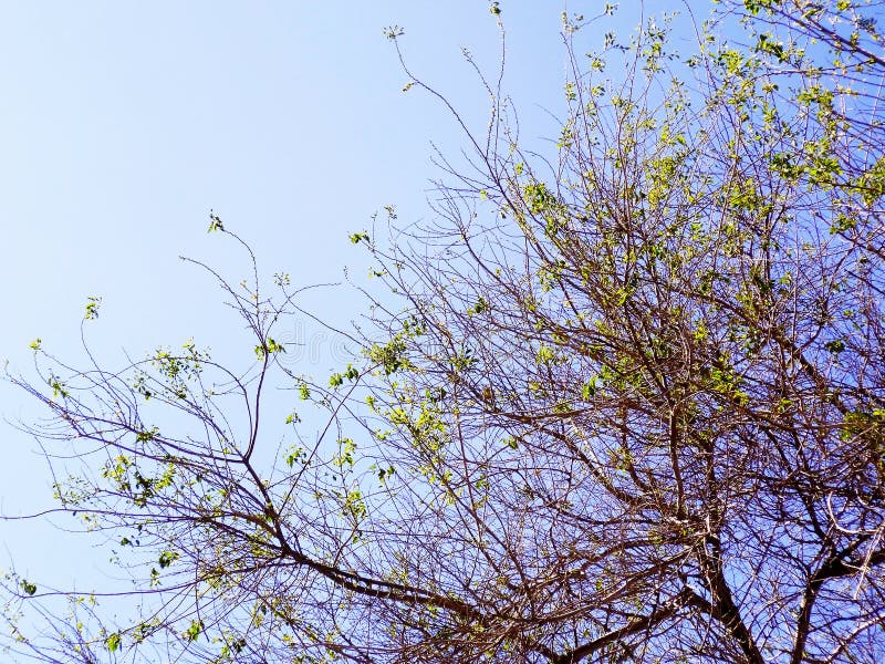 Ramas de árbol en otoño sin las hojas fotografía de archivo