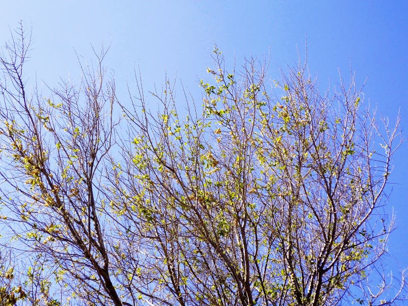 Ramas de árbol en otoño sin las hojas fotografía de archivo