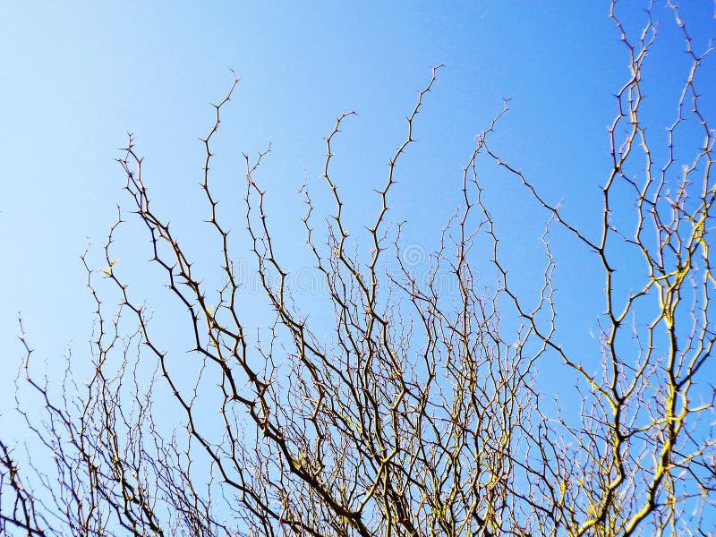 Ramas de árbol en otoño sin las hojas fotografía de archivo