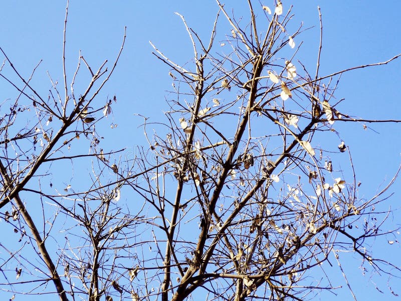 Ramas de árbol en otoño sin las hojas fotografía de archivo libre de regalías