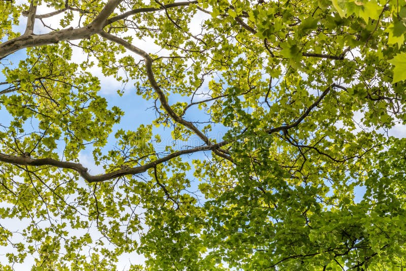 Ramas de árbol que miran para arriba con las hojas del verde y el cielo azul