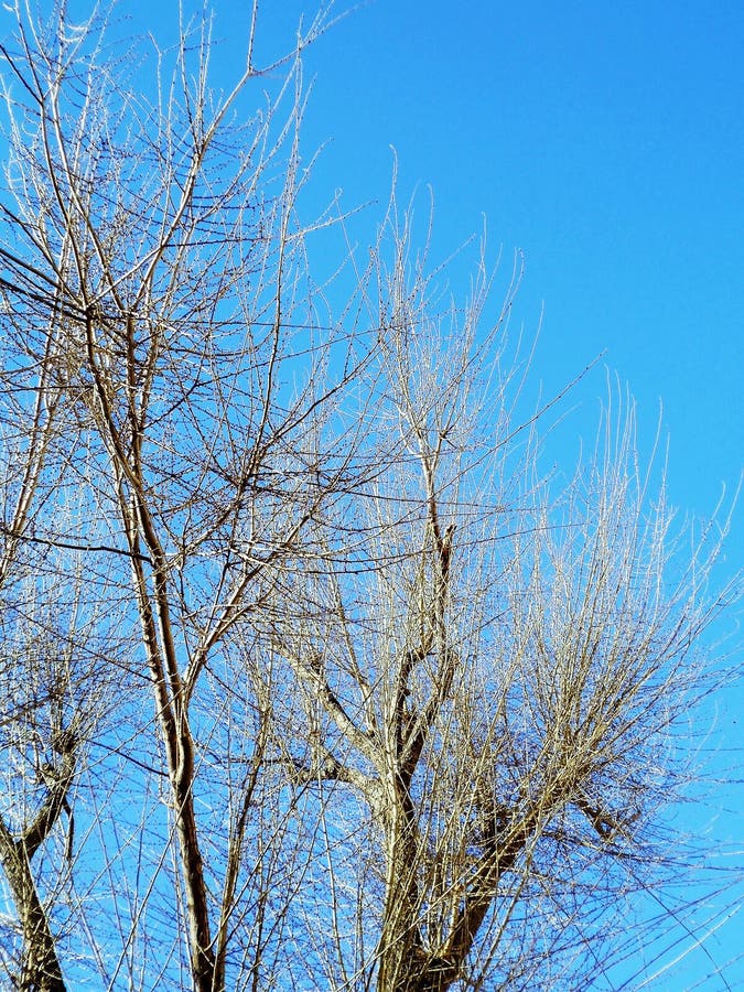 Ramas de árbol sin las hojas fotografía de archivo